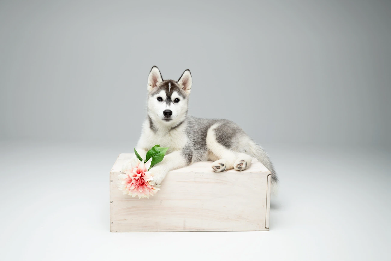 studio-emilie-zangarelli-photographe-photographie-chien-chat-animaux-paris-77-studio-zangarelli-emilie-chien-photographe-servon-77-49